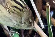 Little Grassbird (Megalurus gramineus)